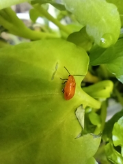 Monomacra