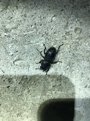 Dorcus rectus rectus