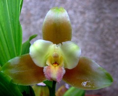 Lycaste dowiana