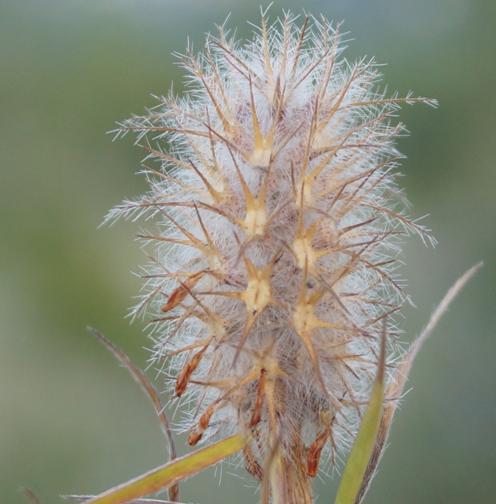Narrow-leaved clover