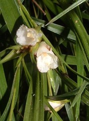 Elleanthus caricoides