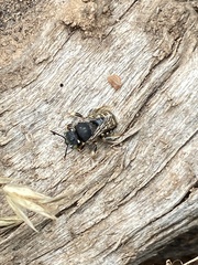 Anthidium punctatum