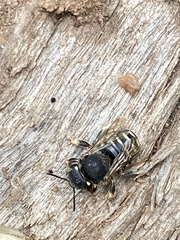 Anthidium punctatum