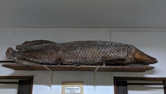 Arapaima gigas
