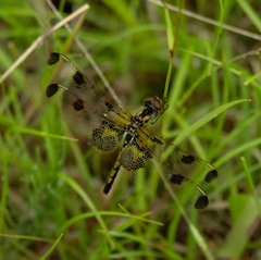 Celithemis elisa