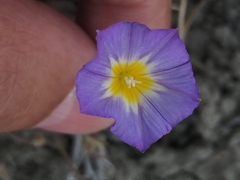 Convolvulus meonanthus