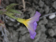 Convolvulus meonanthus