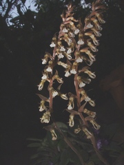 Cyclopogon miradorensis