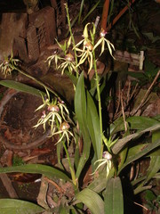 Prosthechea cochleata