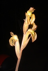 Sarcoglottis acaulis