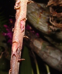 Bulbophyllum pachyrachis