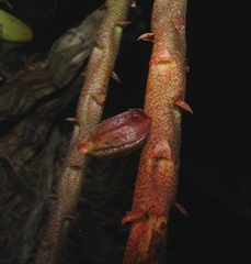 Bulbophyllum pachyrachis