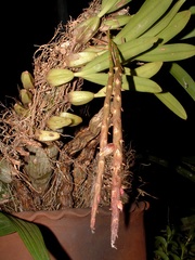 Bulbophyllum pachyrachis