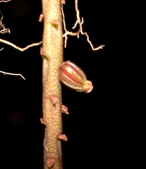 Bulbophyllum pachyrachis