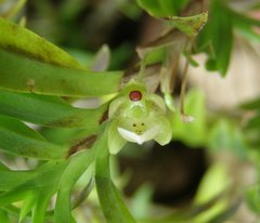 Dichaea brachyphylla