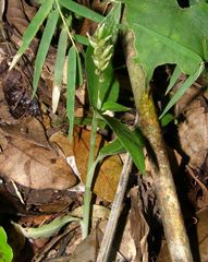 Microchilus