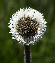Dasypogon