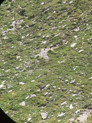 Marmota marmota