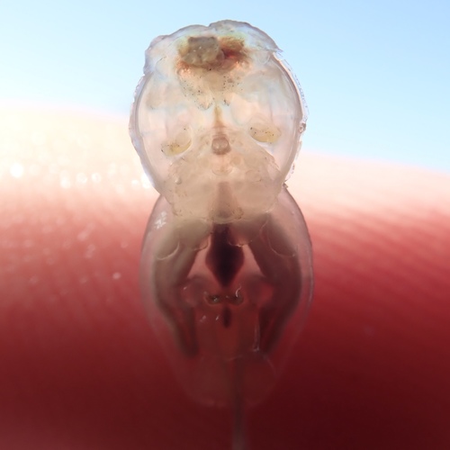 Echthrogaleus coleoptratus