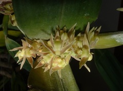 Scaphyglottis