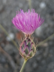 Mantisalca spinulosa