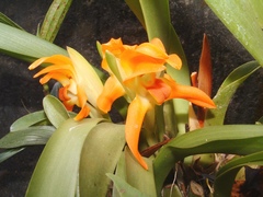 Maxillaria mombachoensis