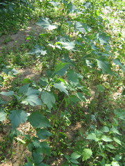 Cyclachaena xanthiifolia
