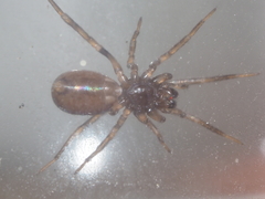 Oedignatha scrobiculata