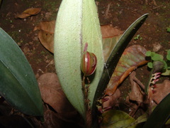 Trichosalpinx blaisdellii