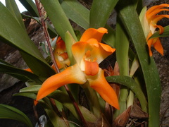 Maxillaria mombachoensis