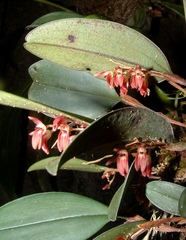 Trichosalpinx blaisdellii