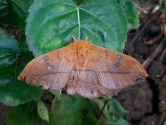 Cricula trifenestrata