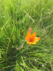 Lilium bulbiferum