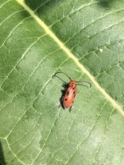 Tetraopes tetrophthalmus