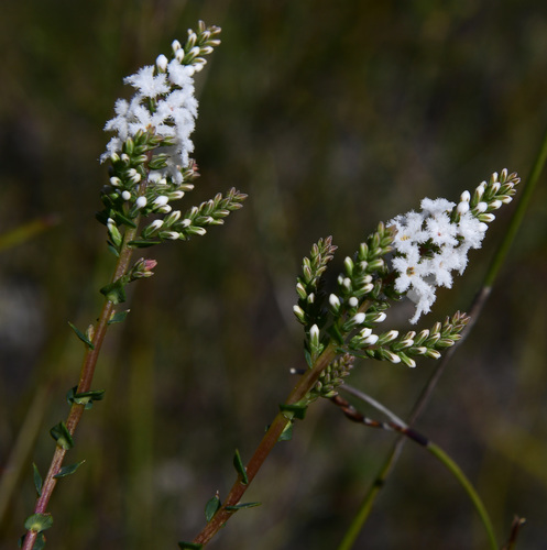 Leucopogon glabellus R.Br.