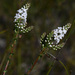 Leucopogon glabellus - Photo (c) Chris Clarke, some rights reserved (CC BY-NC), uploaded by Chris Clarke