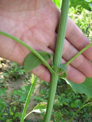 Cyclachaena xanthiifolia