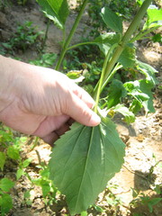 Cyclachaena xanthiifolia