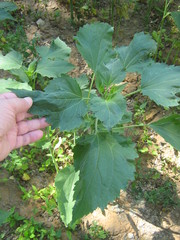 Cyclachaena xanthiifolia