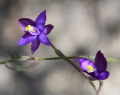 Thelymitra uliginosa