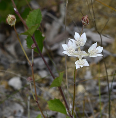 Xanthosia rotundifolia