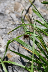 Rhynocoris rubricus
