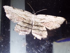Lytrosis