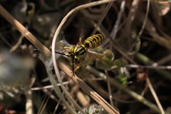 Vespula sulphurea