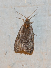 Olethreutes quadrifidum