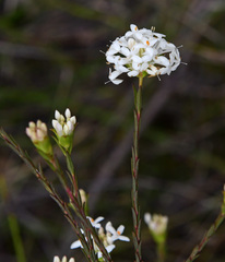 Pimelea brevifolia brevifolia