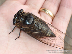 Cryptotympana facialis