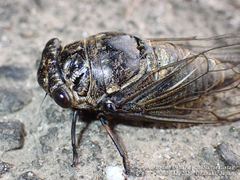 Cryptotympana facialis