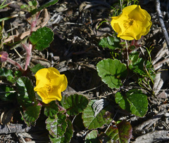 Hibbertia grossulariifolia