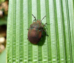 Coptochilus lentiginosus